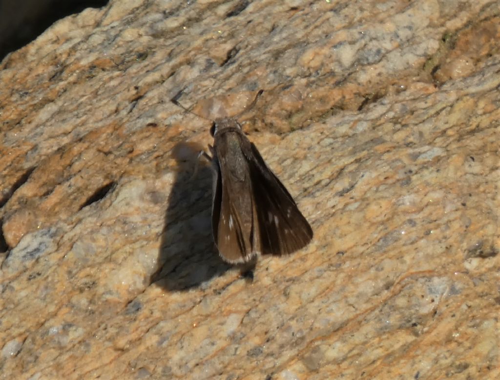 Pyrgus difficilissima. No, Gegenes sp. - Hesperiidae